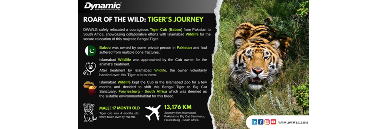 Celebrating the Safe Journey of Baboo the Tiger Cub with Dynamic World Wide Logistics Group